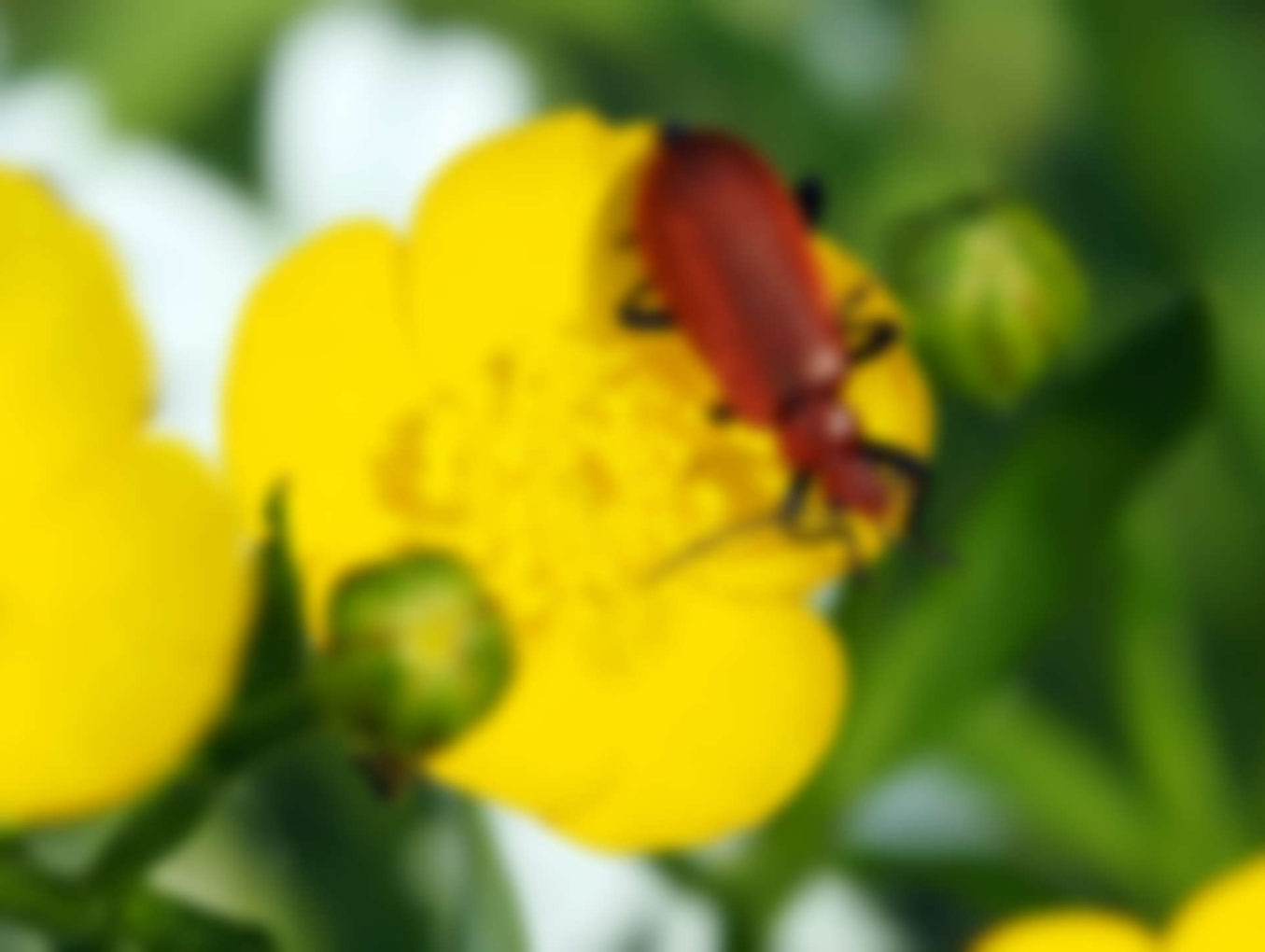 Clothes Moths: Getting Rid of Them