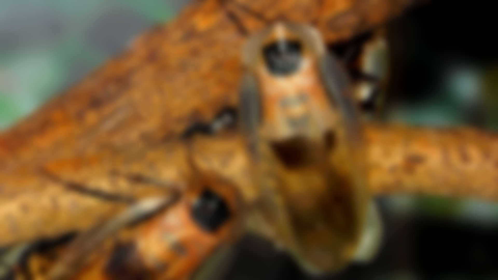 Wasps