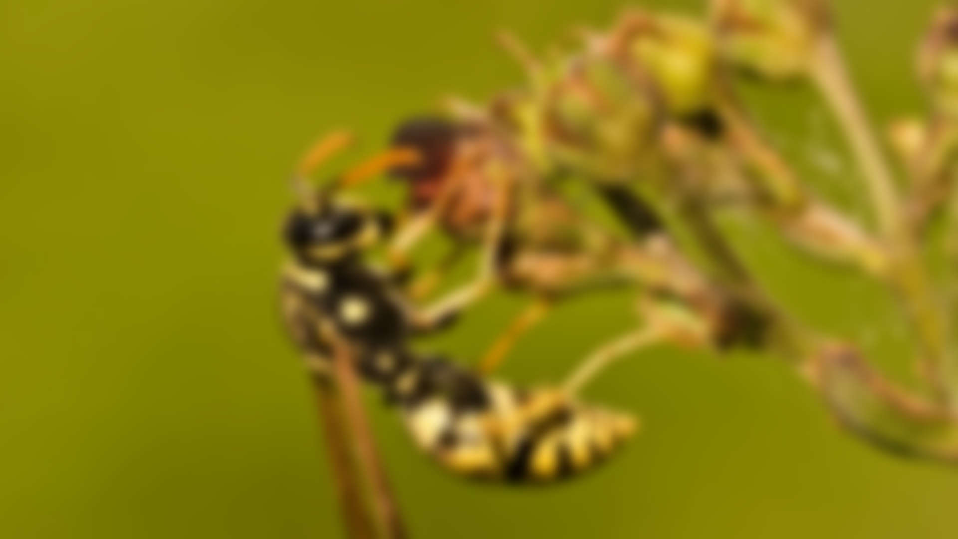 Flies