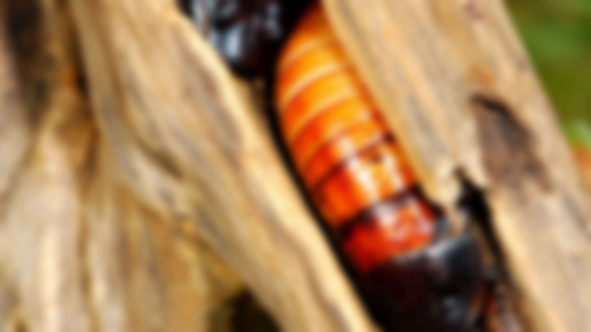 Cockroaches