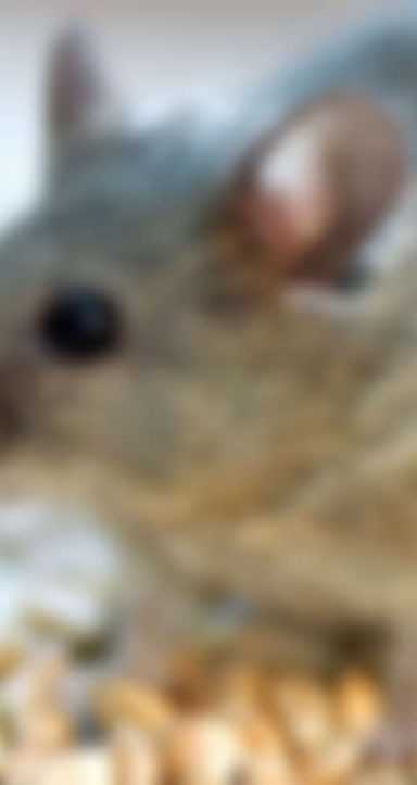 Rats